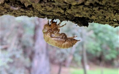 Incursion – Eco Heroes