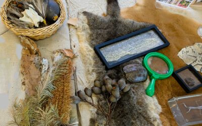 Incursion – Full Day Backyard Biodiversity