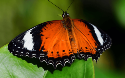 Excursion – Butterfly House