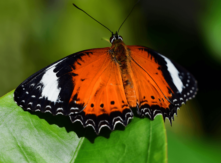 Excursion - Butterfly House - Vacation Care Australia