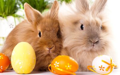 Incursion – Easter Petting Zoo