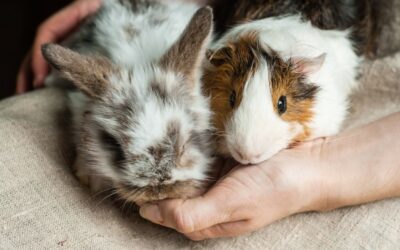 Incursion – Baby Animal Petting Zoo