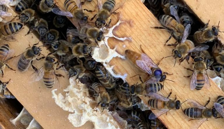 A Buzz-Worthy Day with a Big Message
