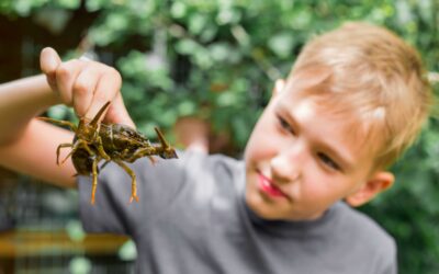 Incursion – Marine World of Wonders